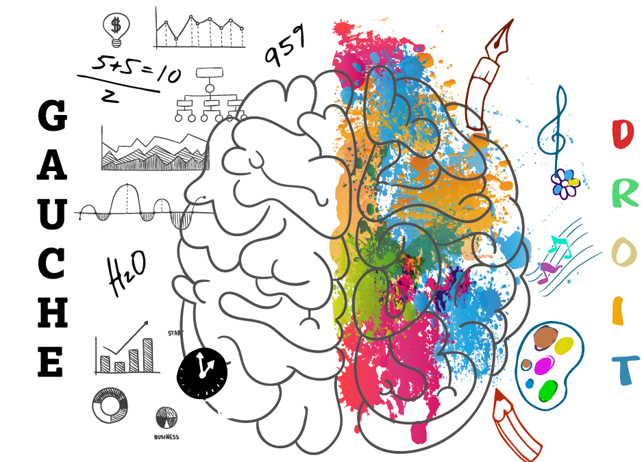 Le cerveau et sa composition (notamment en graisses)