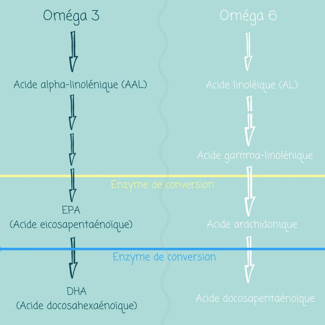 Les oméga 3 et les oméga 6 définitions et généralités DIOMEGA A