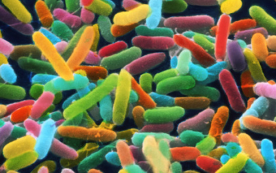 Oméga 3 et microbiote intestinal