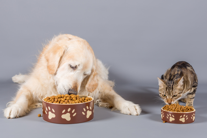 Des Oméga-3 pour la beauté des poils des chiens et des chats ?